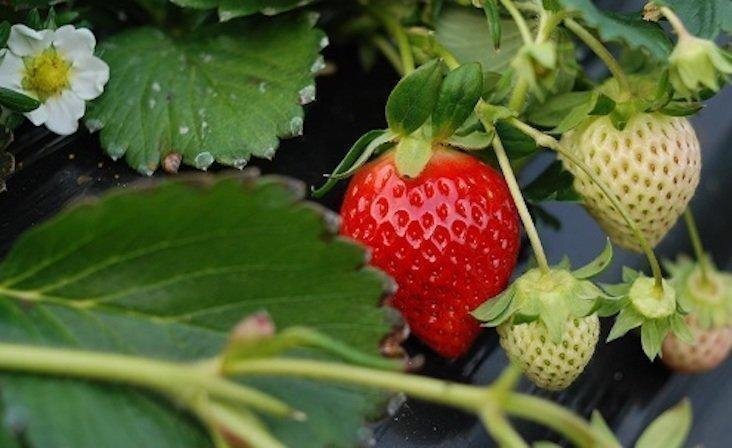 balzsam újjáéledése a parazitáktól)
