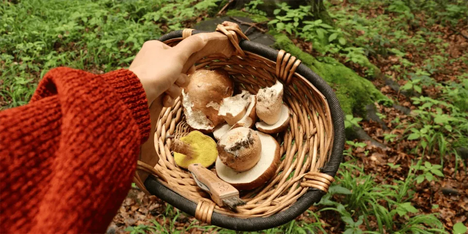 Meža sēnes – veselīgs papildinājums mūsu ēdienkartē