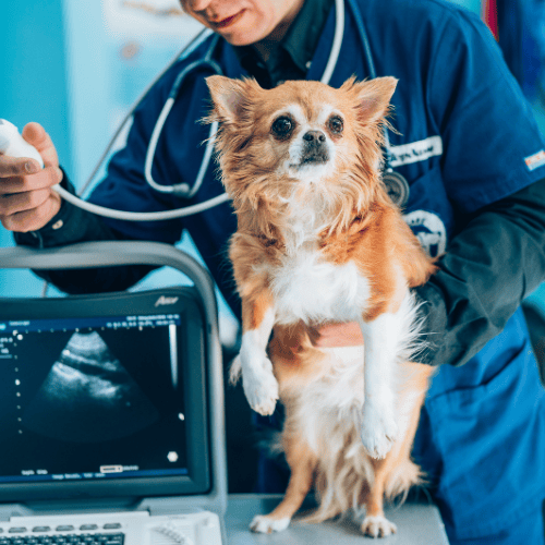 Veterinārā ultrasonogrāfija