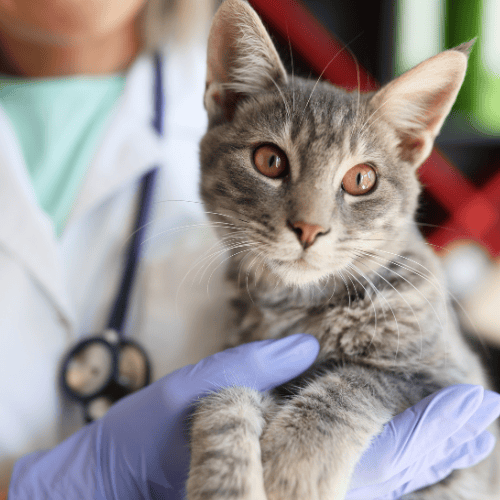 Veterinārā onkoloģija